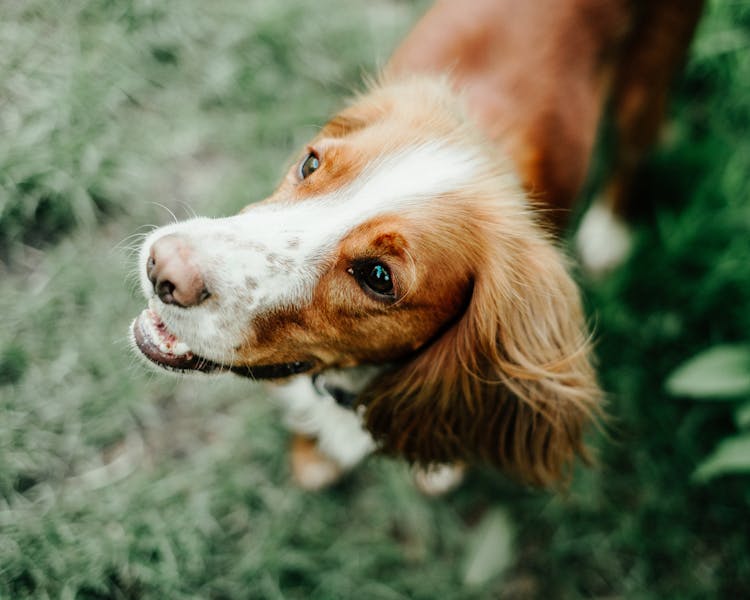 Funny Adorable Spaniel Dog On Green Lawn