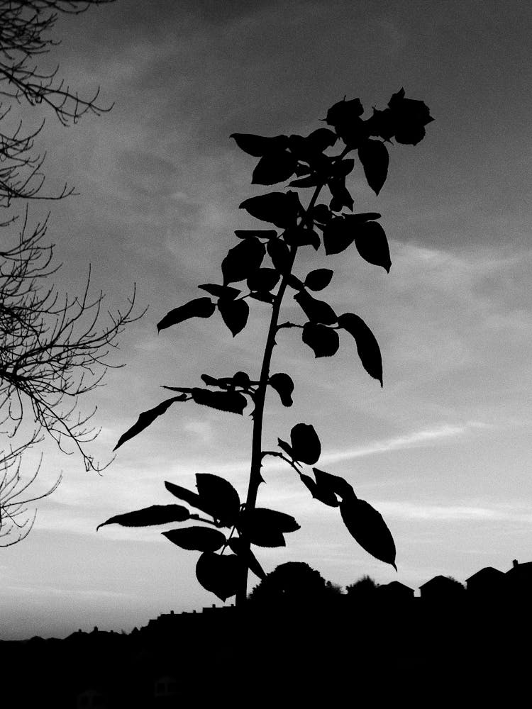 Rose With Bud And Leaves Under Cloudy Sky