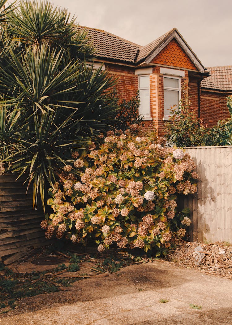 Brick House Surrounded With Green Plants