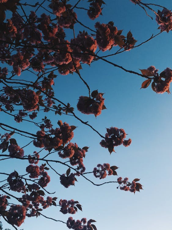 Foto d'estoc gratuïta de a l'aire lliure, amable, arbre