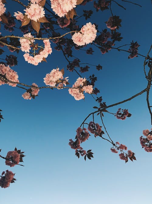 Bianco Cherry Blossom Tree Sotto Il Cielo Blu