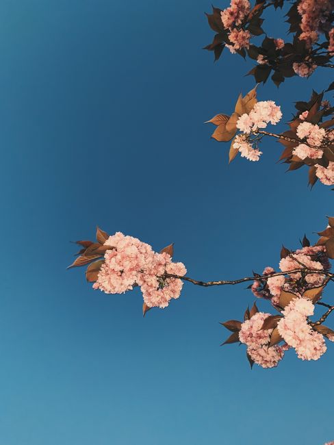 Low angle of tender aromatic pink flowers on fragile twigs of sakura tree against bright clear blue sky in sunlight