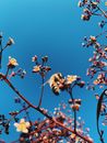 Bee drinking nectar from cherry blossom under blue sky