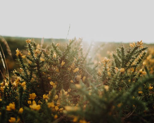 Spiny shrub with yellow flowers of gorse plant growing in field