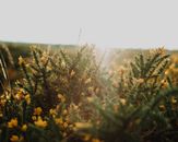 Spiny shrub with yellow flowers of gorse plant growing in field