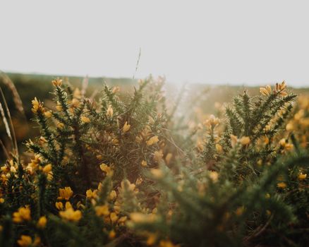 Spiny shrub with yellow flowers of gorse plant growing in field
