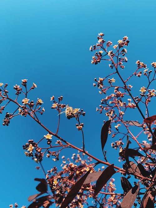 From below of blossoms and buds on thin branches of sakura tree growing in spring garden against bright blue sky