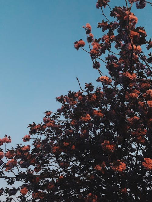 Gratis lagerfoto af aroma, blå himmel, blomst