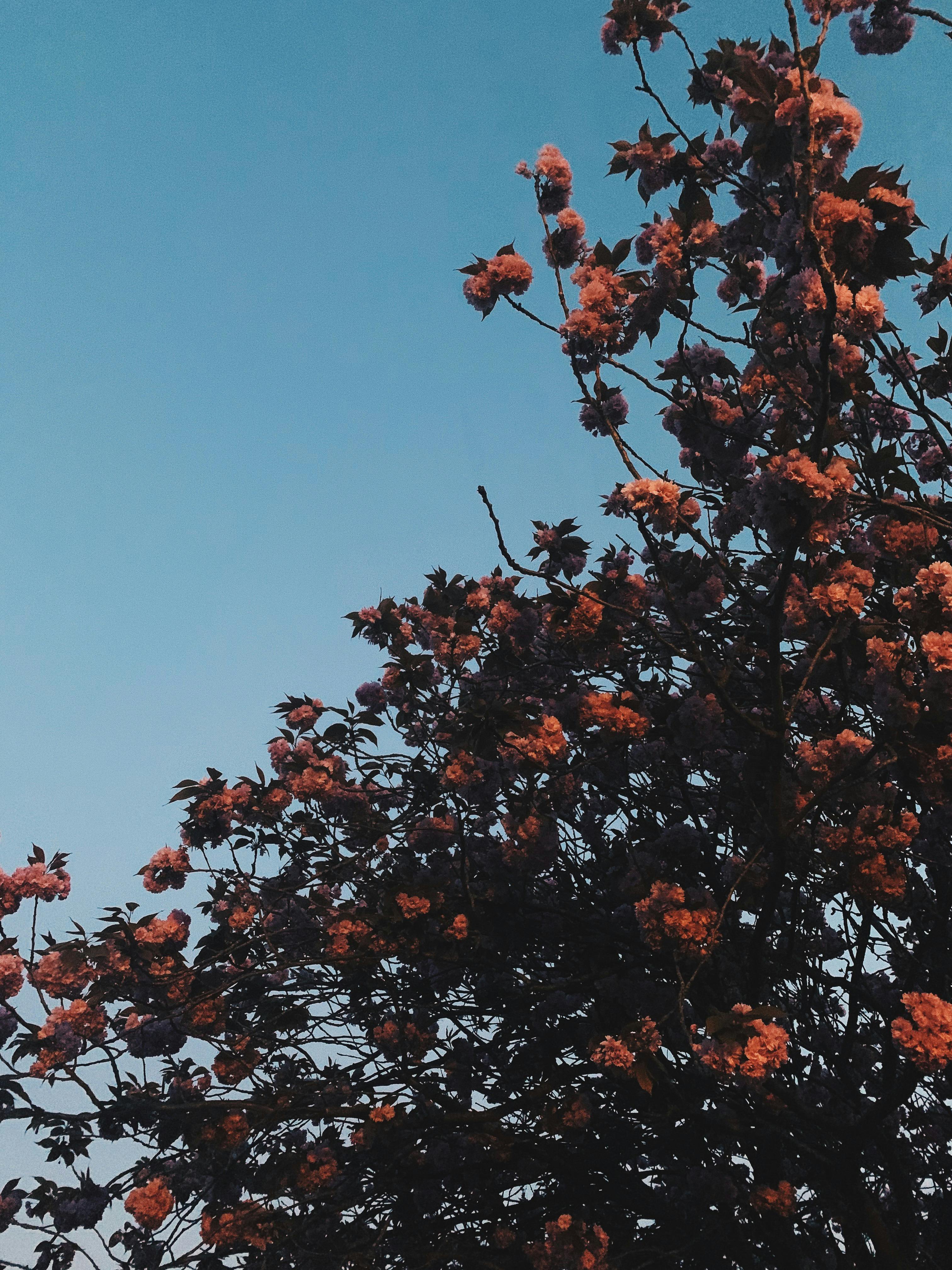 Delicate cherry blossoms on twigs under blue sky · Free Stock Photo
