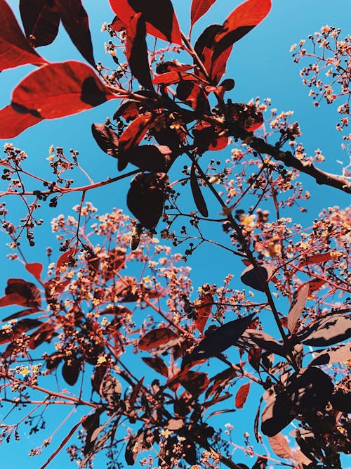 cotinus coggygria, 低角度, 公園 的 免費圖庫相片