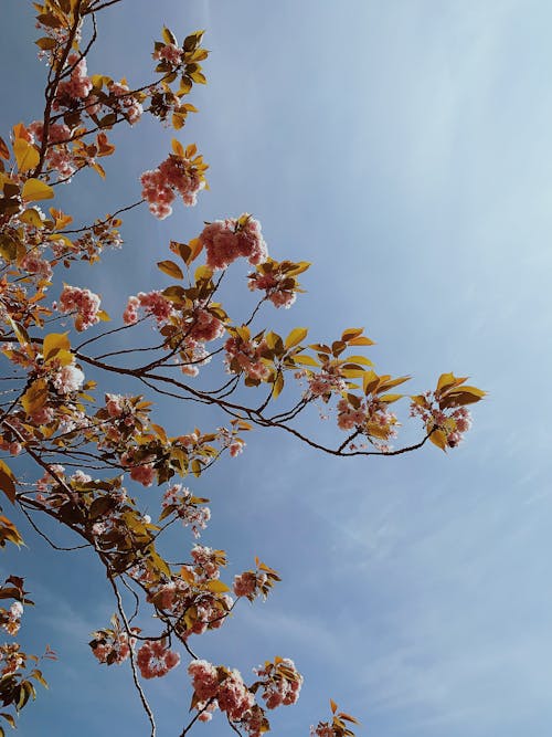 From below of branches with blooming pink flowers of Sakura tree against blue cloudless sky in sunny day