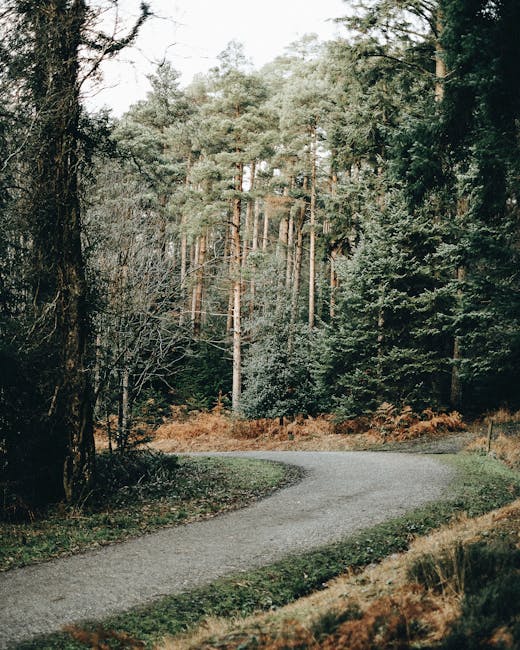 Picturesque scenery of empty narrow asphalt roadway placed among tall green trees in countryside in daytime