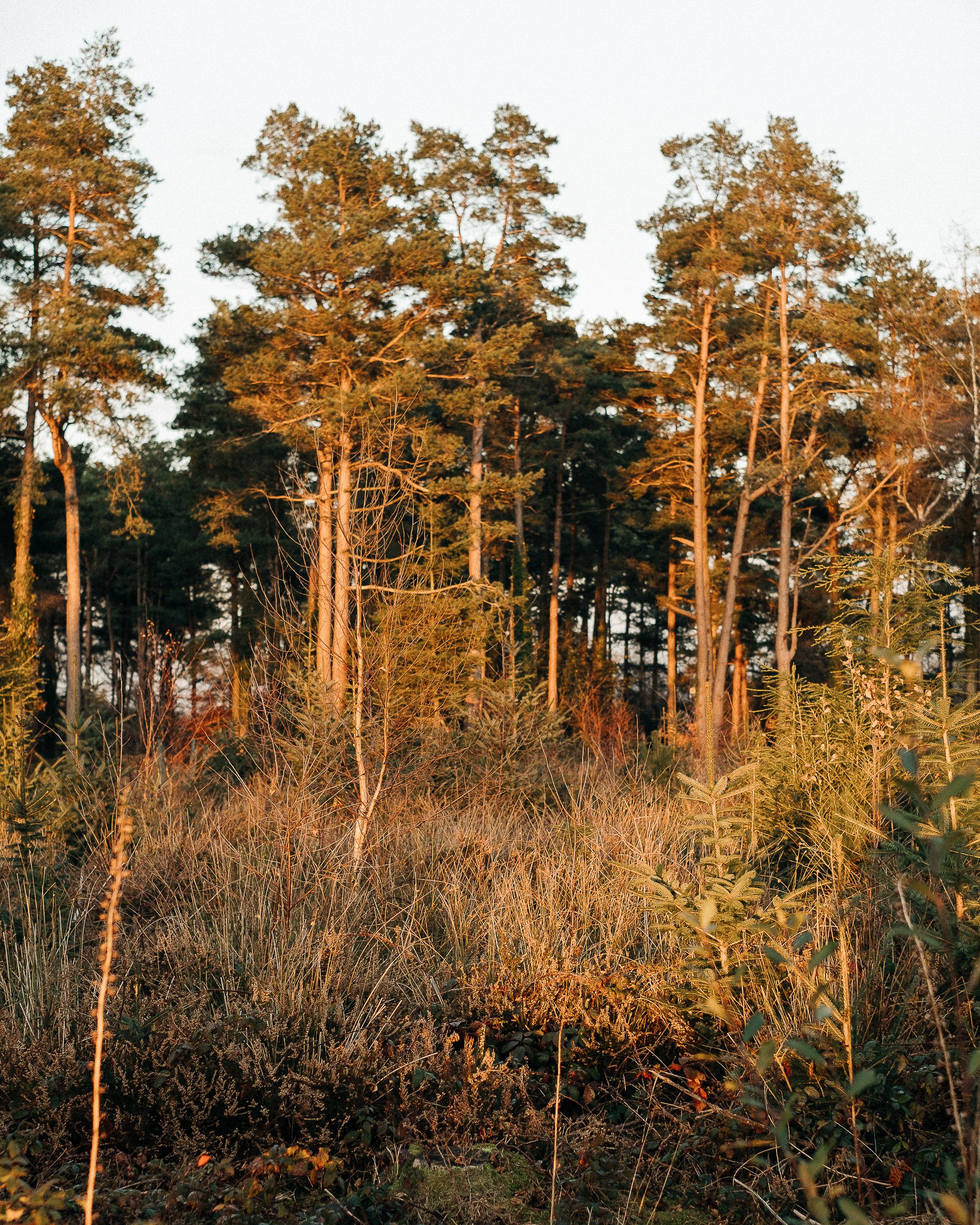 Forest with tall trees illuminated by sunlight · Free Stock Photo