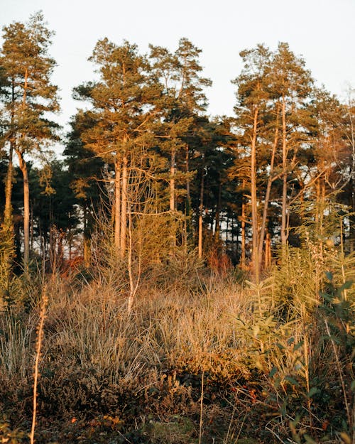 Arbres Bruns Et Verts Sous Le Ciel Blanc