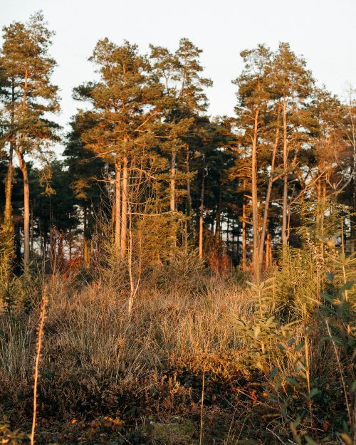Free Forest with tall green grass and trees illuminated by sunlight placed in countryside under bright sky Stock Photo