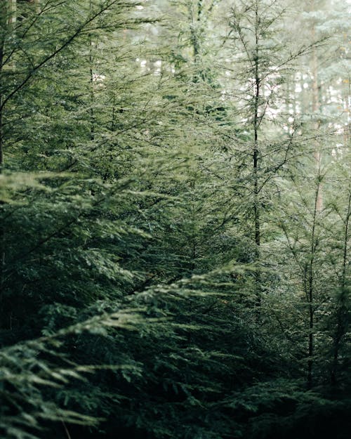 Picturesque scenery of green coniferous forest with small trees placed in countryside in daylight