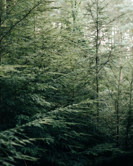 Picturesque scenery of green coniferous forest with small trees placed in countryside in daylight