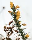Branch of blooming gorse against light blurred background