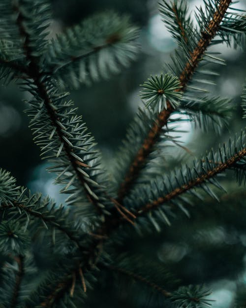 Closeup green branch of spruce tree with needles growing in forest against blurred background in daylight
