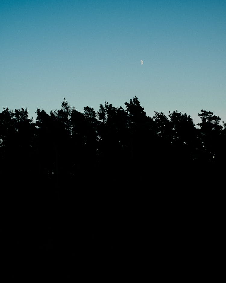 Tall Trees Under Blue Night Sky