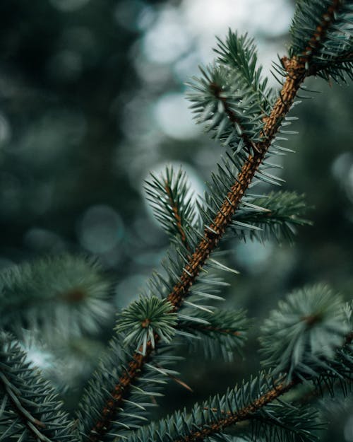 Free Branches of spruce in dark forest Stock Photo