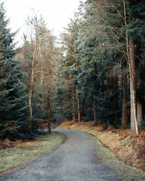 Empty narrow path through mixed forest