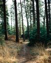 Empty narrow path through grass in woodland with tall spruce trees under sunlight