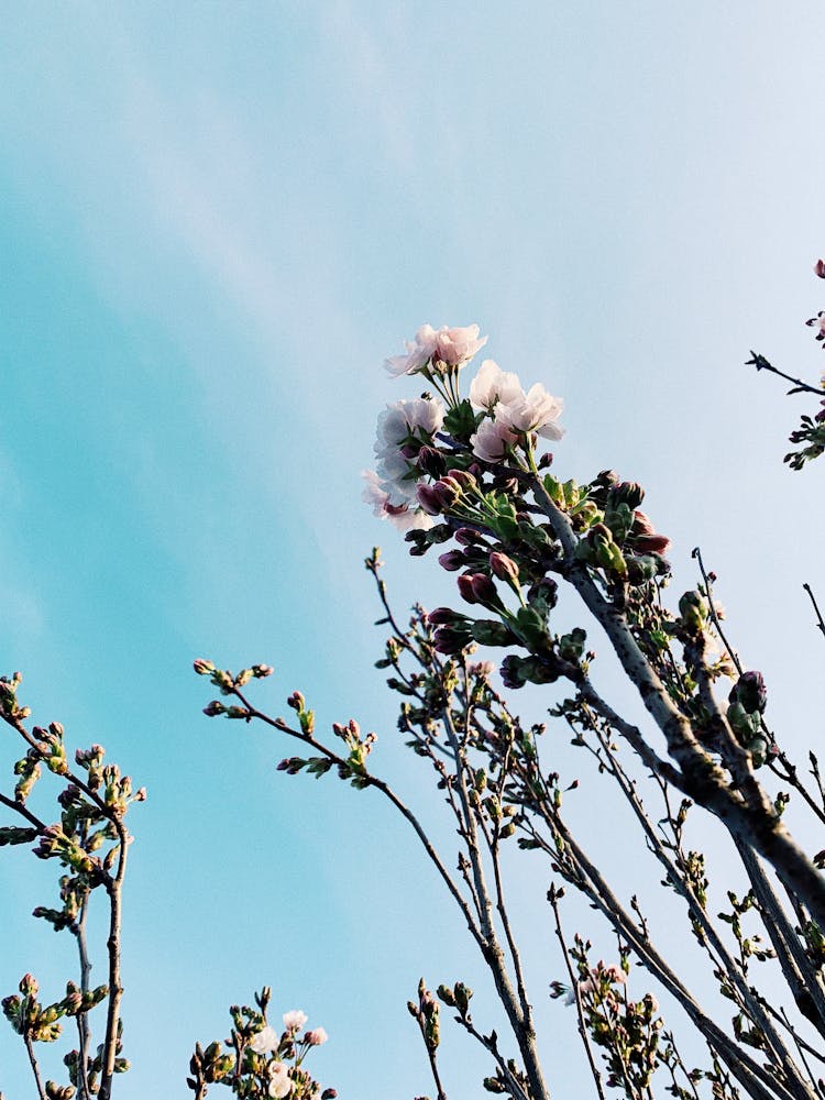 Blooming Flowers Growing Under Blue Sky