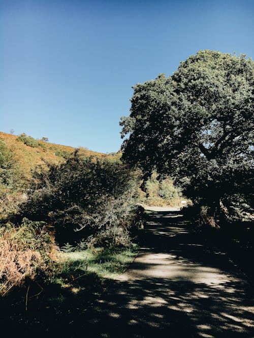 Picturesque view of empty road through hilly terrain with trees and shrubs under sunlight