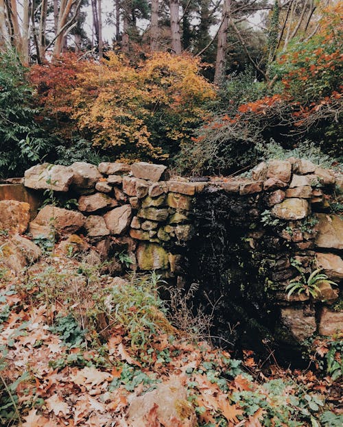 Shrubs and plants growing on rough rocky ground near fallen leaves in autumn forest