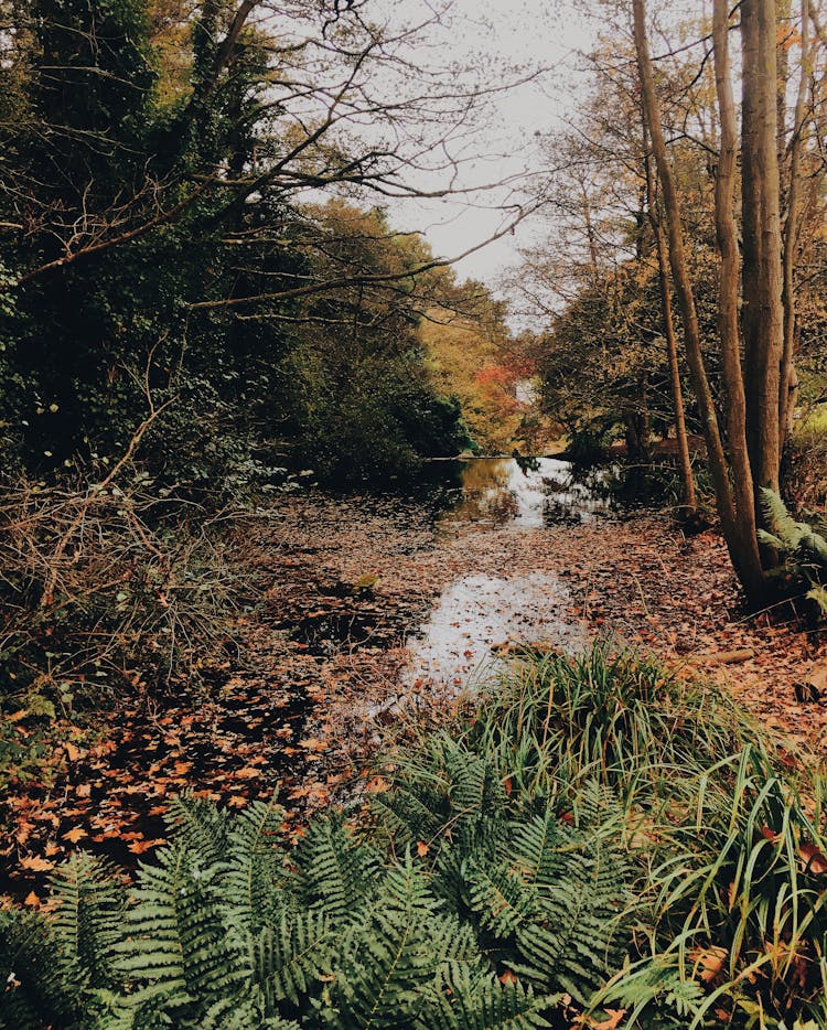 Fall Forest With Swamp And Trees