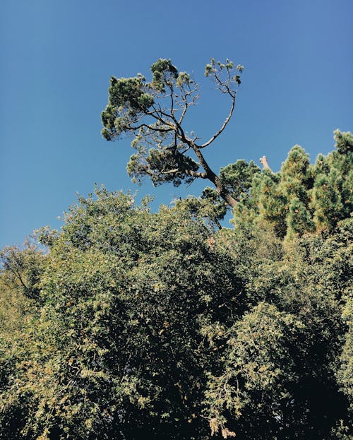 From below of tall trees with green foliage in forest under blue cloudless sky in sunny summer day