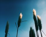 Low angle of Cortaderia plant with thin stalks with leaves and white fluffy panicles on inflorescence growing in nature under blue cloudless sky in sunny day