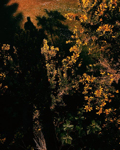 Plants and bushes near flowers with shadows near meadow