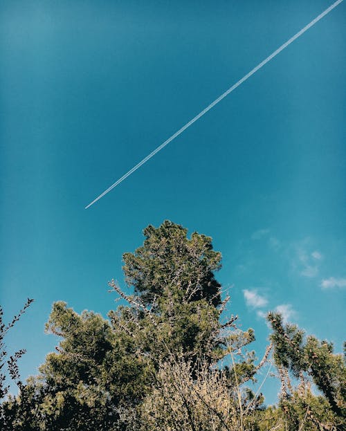 Low angle of tall trees with green leafs in woods with plane flying in blue cloudless sky in summer day