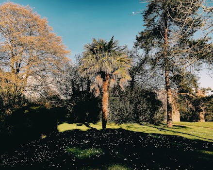 A picturesque garden in Devon, England, featuring a palm tree under a bright blue sky.