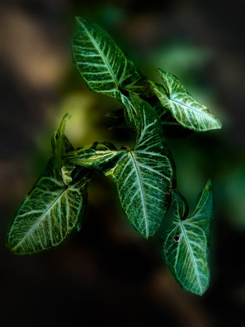 Close-Up Shot of Green Leaves