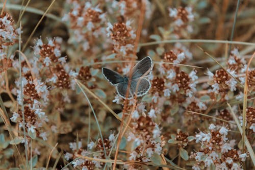 Close-up Photo of a Butterfly Perched on a Flower