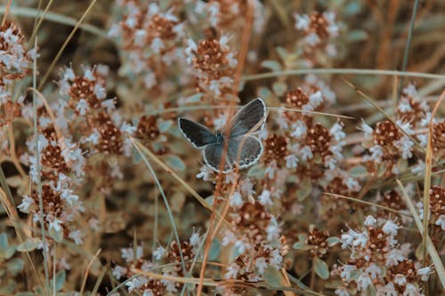 Foto d'estoc gratuïta de ales, flors, fotografia d'animals