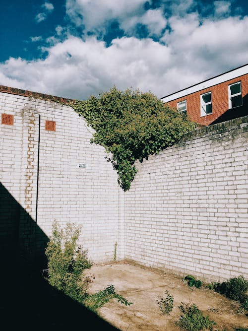 Old white brick walls near weathered floor with green plants near red building with windows under blue cloudy sky in city street in sunny summer day