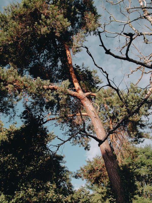 From below of tall thin trees with green leaves in sunny summer day in forest under blue cloudless sky