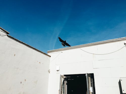 From below exterior of white shabby building walls with glass door under blue cloudless sky with flying black bird in sunny day