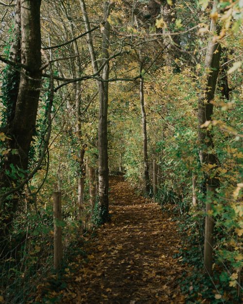Free Empty walkway covered with foliage leading through woods with green and yellow leaves near wire fence in nature in autumn day Stock Photo