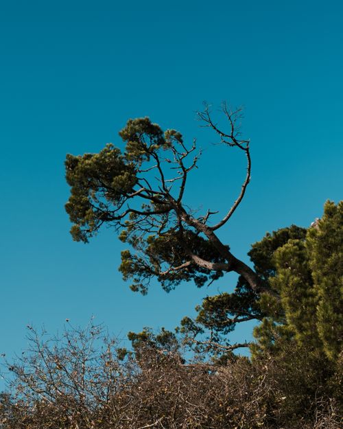 Free From below of high inclined tree with wavy branches growing under cloudless sky in daytime Stock Photo