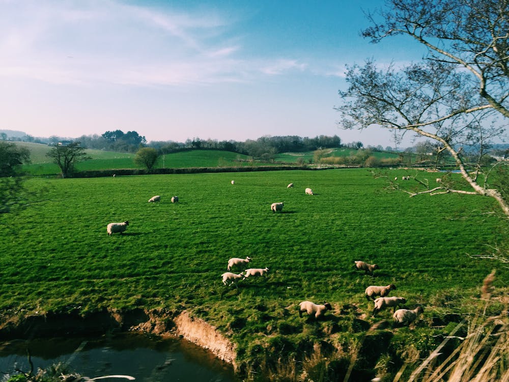 Free Sheep grazing in green pasture on farmland Stock Photo
