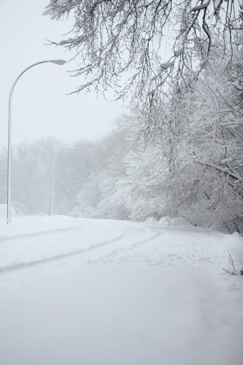 コールド, ワンダーランド, 冬の無料の写真素材