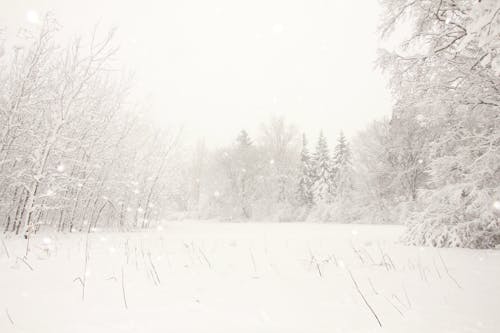 Free stock photo of cold, cold weather, heavy snow Stock Photo