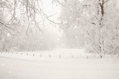 Free stock photo of cold, cold weather, heavy snow Stock Photo