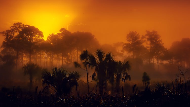 Dramatic Sunset Over Misty Forest