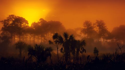 Free A stunning misty forest scene at sunset showcasing dramatic silhouettes and an orange sky. Stock Photo